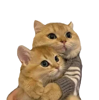 Sticker from cats