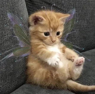 Sticker from Cute cats