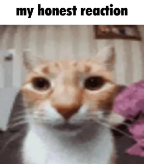 Sticker from Silly Cats