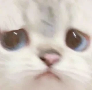 😞 emoji Cute cats Telegram sticker 10 of 27