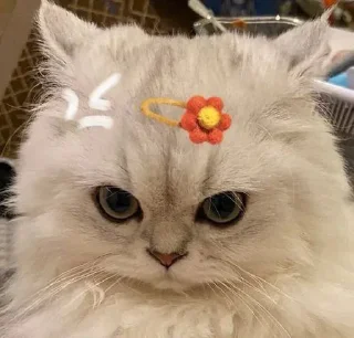 😾 emoji Cute cats Telegram sticker 11 of 27