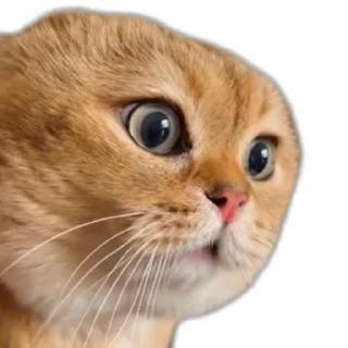 😟 emoji Cat things Telegram sticker 17 of 60