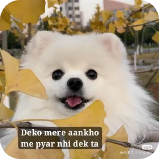 🐶 emoji Cute123 @OM_77777 Telegram sticker 8 of 82