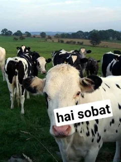😉 emoji @hihuhoho sapiku🐮🐮 Telegram sticker 20 of 29