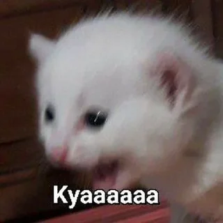 😫 emoji Nani Telegram sticker 20 of 38