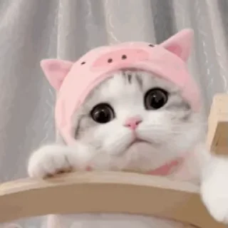 🐱 emoji 表情包库🥰  @tutuBQ1 Telegram sticker 11 of 50
