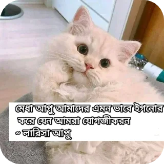 🐱 emoji Somik's Stickers World Telegram sticker 8 of 17