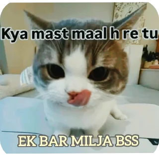 🐱 emoji @piyushsharma_007 Telegram sticker 8 of 59