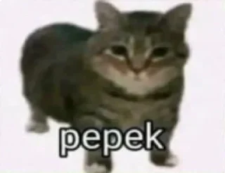 🎅 emoji @Lovafyuu cpek bngt hidup mati juga ogah Telegram sticker 20 of 120