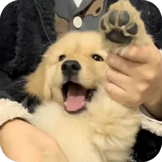 🐶 emoji Johanoe being silly Telegram sticker 11 of 103