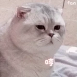 🐱 emoji 一些喵ฅ(=￣ω￣=)ฅ Telegram sticker 16 of 45