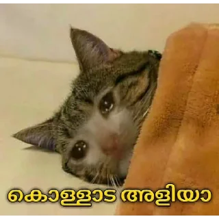 😂 emoji @Angel_Sweetie_Pie1 Vol.2 Telegram sticker 11 of 120