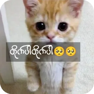 🐱 emoji 🍑 milk_lover_mango Telegram sticker 6 of 37