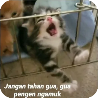 🐱 emoji Kocheng by Abell imut pacar heeseung Telegram sticker 14 of 98