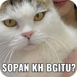 🐱 emoji Kocheng by Abell imut pacar heeseung Telegram sticker 20 of 98
