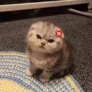 🐱 emoji ✧ @tikelcity2 ៸៸ @fckinboots 𖥻 ׄ  ִ Telegram sticker 24 of 45