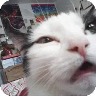 🐱 emoji share Telegram sticker 15 of 44