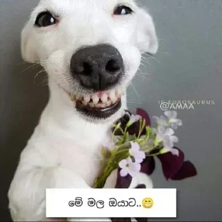 😁 emoji @GishanKrishka1's Pack 4 Telegram sticker 19 of 120