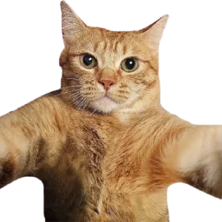 🐱 emoji JBot's Stickers   @unofficial_telegramBD Telegram sticker 10 of 58