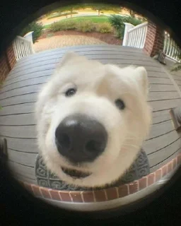 Sticker from Aruuubii 1st pack