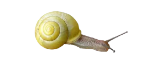 🐌 emoji Old Libraries. @inmcjhome Telegram sticker 17 of 20