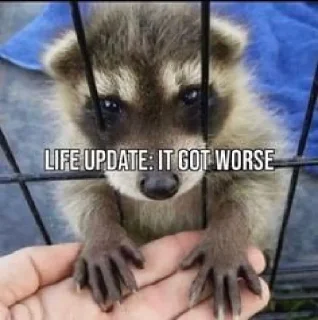 🤩 emoji possum memes (somehow) ~ @Shlok3838 Telegram sticker 24 of 80