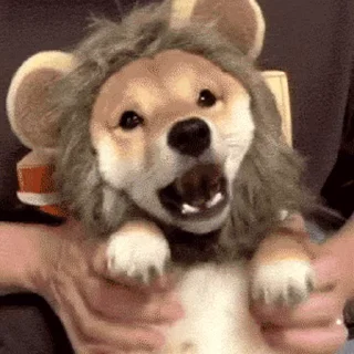 🦁️ emoji 私は柴犬カフェの犬です vol. 5 Telegram sticker 13 of 37