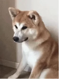 😫 emoji 私は柴犬カフェの犬です vol. 5 Telegram sticker 6 of 37