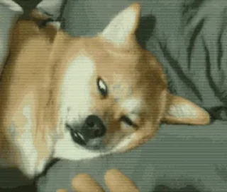 😨 emoji 私は柴犬カフェの犬です vol. 5 Telegram sticker 7 of 37