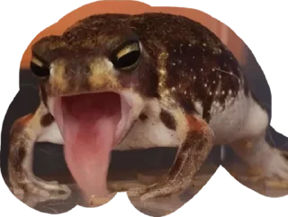 🤪 emoji Retarded froggos Telegram sticker 12 of 20