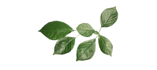 🌿 emoji 𝓕awnBerry ✧ — @inmcjhome Telegram sticker 15 of 20