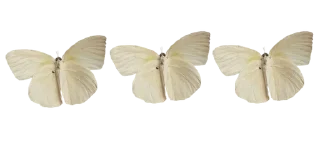 🦋 emoji 𝓕awnBerry ✧ — @inmcjhome Telegram sticker 5 of 20