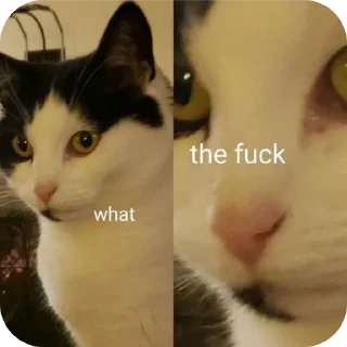 🐱 emoji sucks Telegram sticker 3 of 33