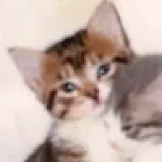 🐈‍⬛ emoji @Shlok3838 @MoiStikiBot Telegram sticker 19 of 116