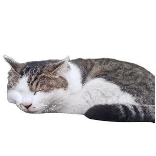 🐱 emoji Cats And Memes Telegram sticker 9 of 26