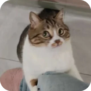 🐱 emoji Cats And Memes Telegram sticker 8 of 26