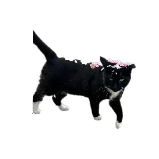 🐱 emoji Cats And Memes Telegram sticker 6 of 26