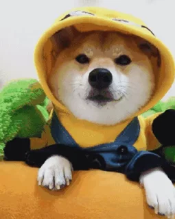 👒 emoji 私は柴犬カフェの犬です vol. 5 Telegram sticker 8 of 37