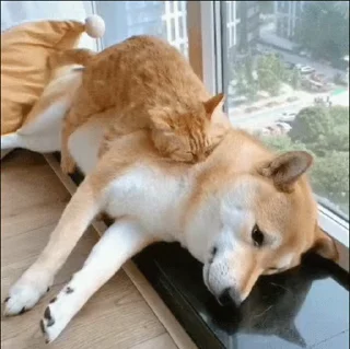 🐱 emoji 私は柴犬カフェの犬です vol. 4 Telegram sticker 5 of 50