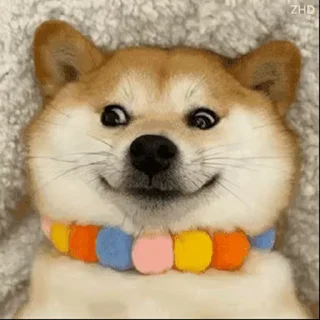 😳 emoji 私は柴犬カフェの犬です vol. 4 Telegram sticker 9 of 50