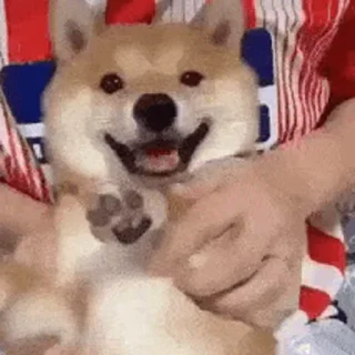 🙌 emoji 私は柴犬カフェの犬です vol. 5 Telegram sticker 17 of 37
