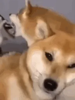 😑 emoji 私は柴犬カフェの犬です vol. 5 Telegram sticker 20 of 37