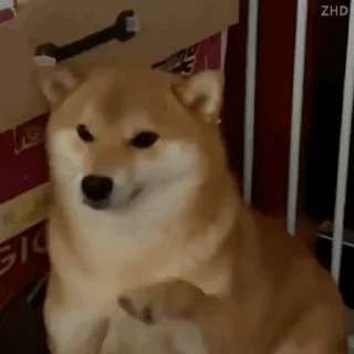 😨 emoji 私は柴犬カフェの犬です vol. 5 Telegram sticker 16 of 37