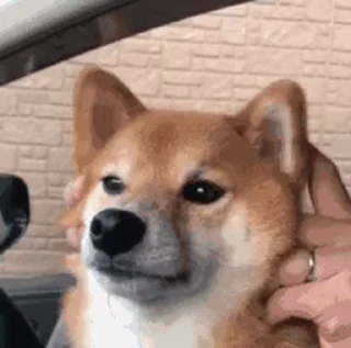 😐 emoji 私は柴犬カフェの犬です vol. 5 Telegram sticker 12 of 37