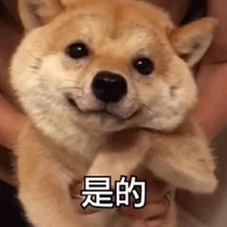 😇 emoji 私は柴犬カフェの犬です vol. 4 Telegram sticker 7 of 50