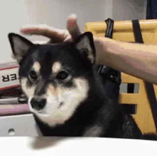 🫨 emoji 私は柴犬カフェの犬です vol. 5 Telegram sticker 14 of 37