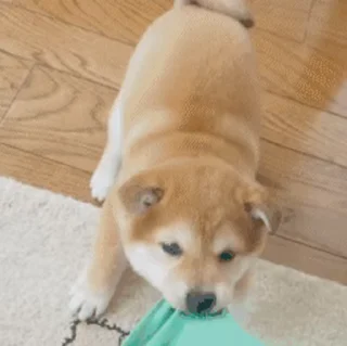 😜 emoji 私は柴犬カフェの犬です vol. 5 Telegram sticker 15 of 37