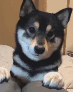 😇 emoji 私は柴犬カフェの犬です vol. 5 Telegram sticker 10 of 37