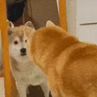 🪞 emoji 私は柴犬カフェの犬です vol. 4 Telegram sticker 20 of 50