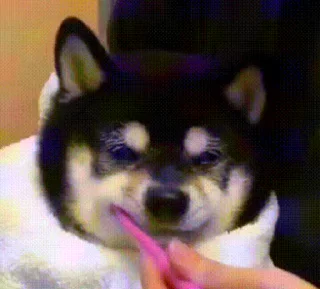 🪥 emoji 私は柴犬カフェの犬です vol. 4 Telegram sticker 23 of 50